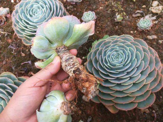 多肉植物黑死病怎么治,多肉腐黑了怎么救活