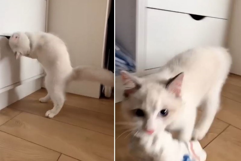 妈揪家中偷袜大盗 惯犯喵撤场前还望向镜头