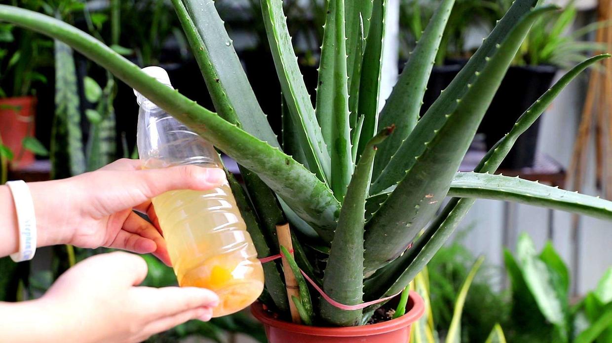 芦荟的根部腐烂了芦荟还可以活吗,库拉索芦荟根部腐烂了怎么办