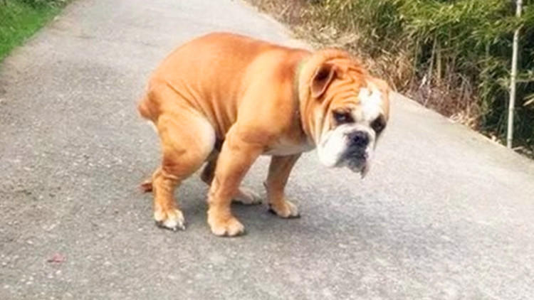 猫砂可以给仓鼠用么,猫砂可以给龟用吗