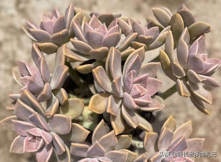 雾里看花——韩国初恋和韩彩莲身世成谜,它们会是同一种多肉吗?