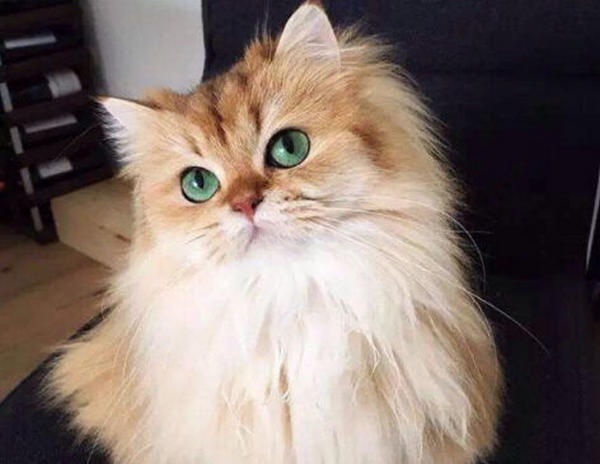 猫猫品种介绍大全,猫猫品种视频大全