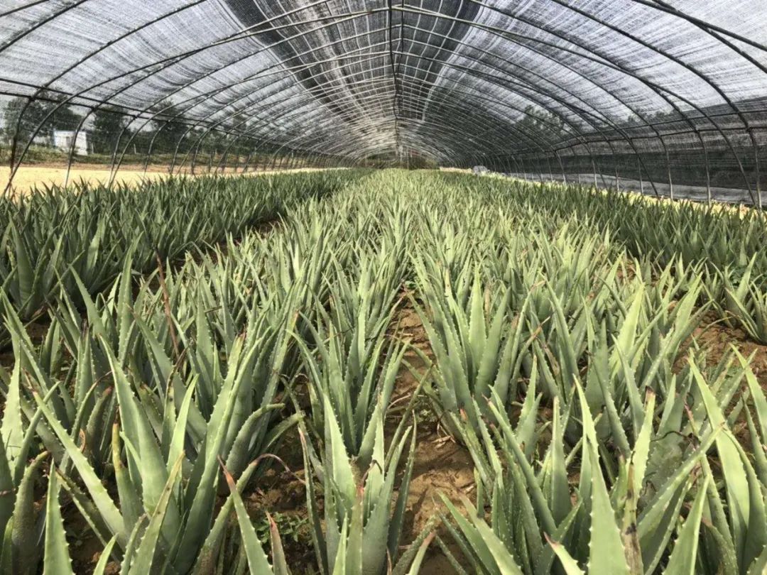 开心农场希月生态庄园,开心农场欢迎你的到来