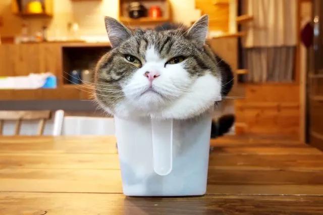 为什么养猫的人越养越多,养猫人越早知道对猫咪越好的事情