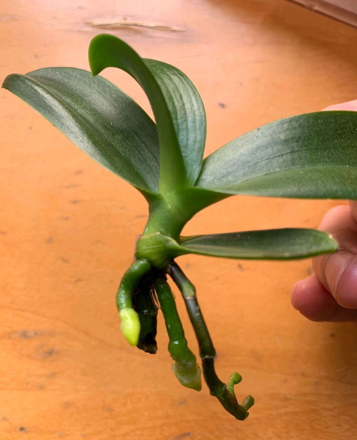 烂根的蝴蝶兰有哪些水培生根技巧？重点在根系保湿方法