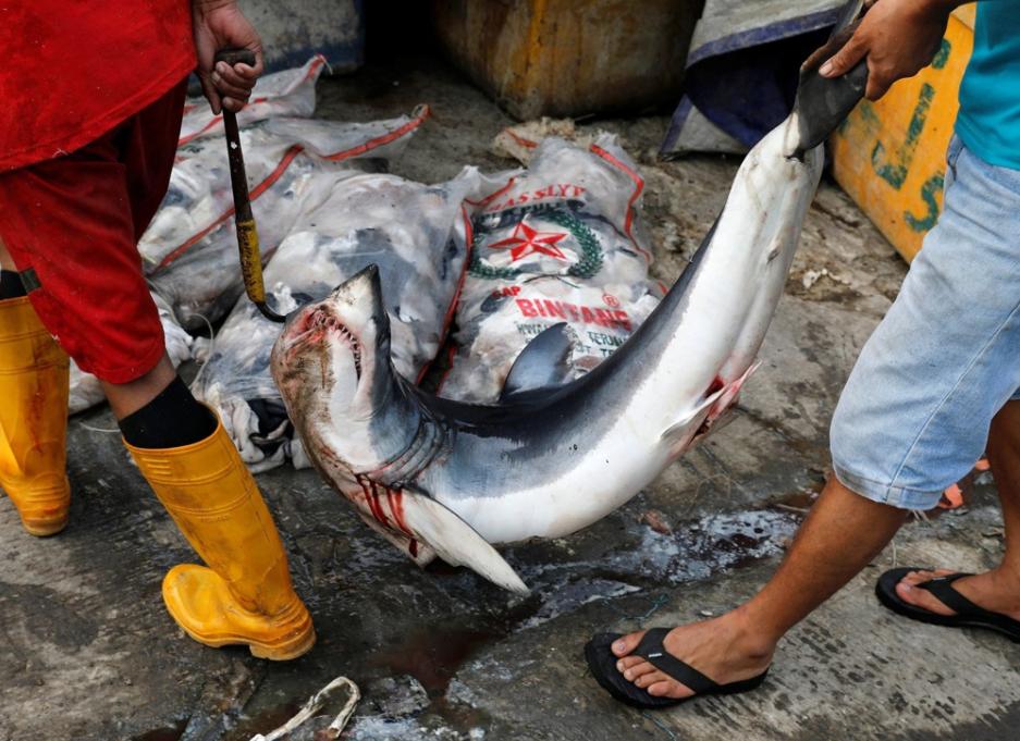 江苏渔民误捕4吨重大鲨鱼,捕鱼人捕到鲨鱼为什么被扔回海里