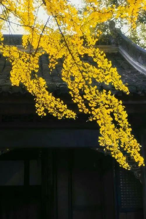 成都街巷志|猜猜母猪湾和猫猫巷在哪儿?