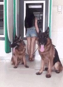 可以养的十种最凶的狗狗,十大新手最好养的狗狗