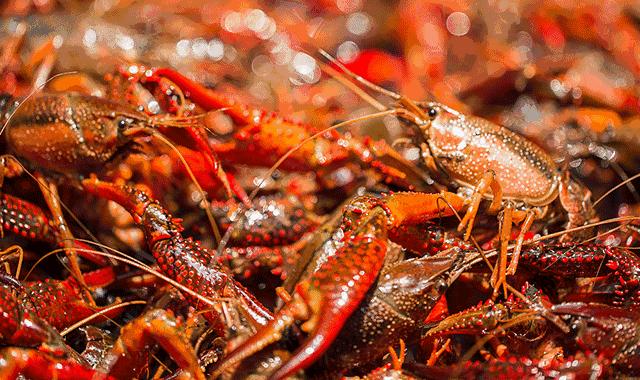 夏日盛宴小龙虾,夏季小龙虾盛宴抖音团购