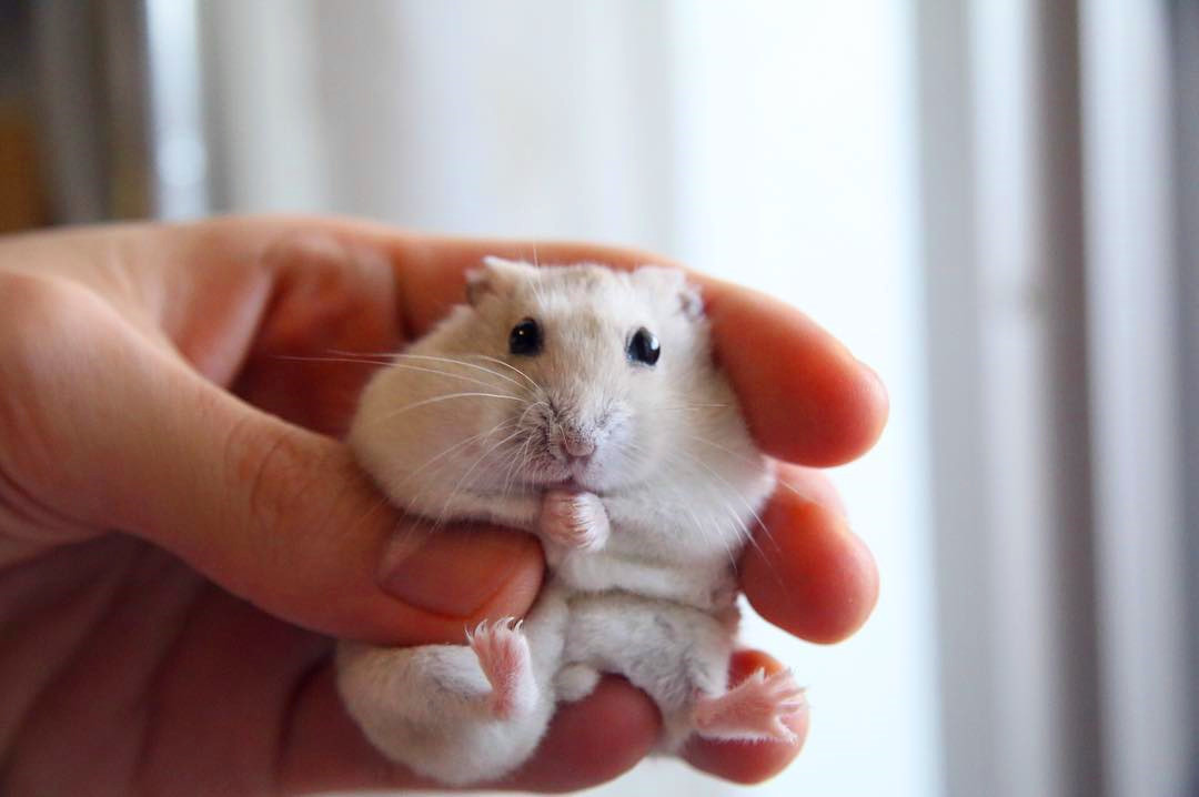 没时间陪仓鼠怎么跟仓鼠亲近,仓鼠太凶不敢戴牵引绳怎么办