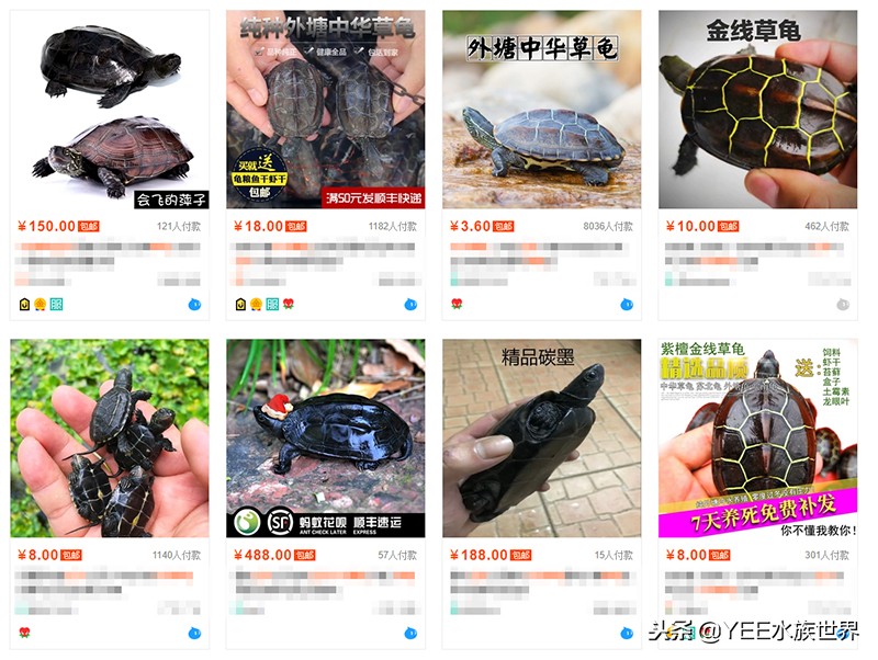 新手养龟误区看看你中了几个,新手养龟容易遇到的问题怎样处理