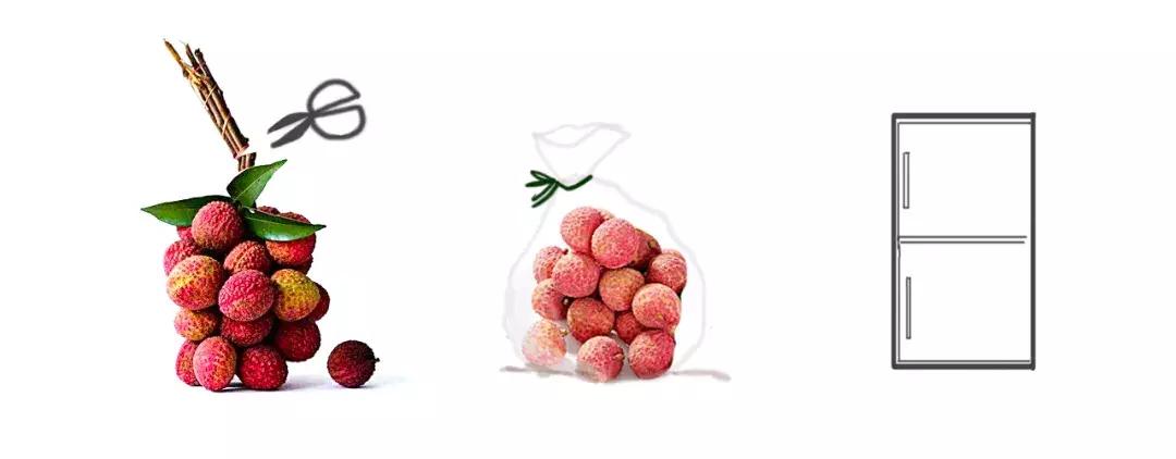 直击莆田荔枝采摘现场,莆田荔枝现摘