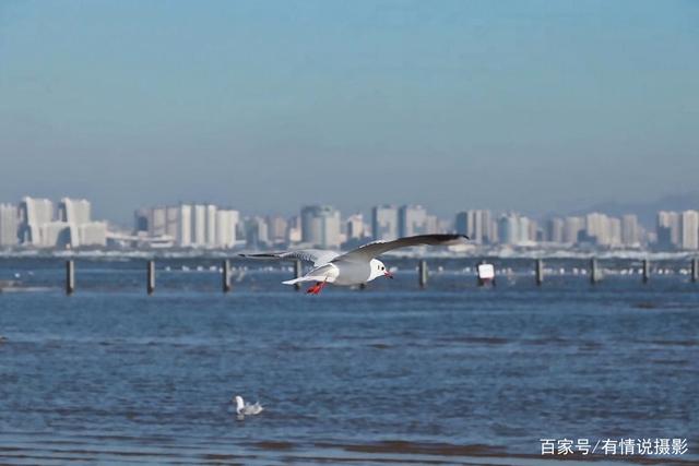 微单取代单反是大势所趋么,微单会被手机代替吗