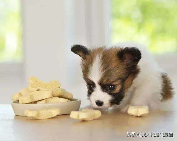 养狗人怎么防止狗狗咬人,狗狗咬人怎么说让狗狗不咬人呢