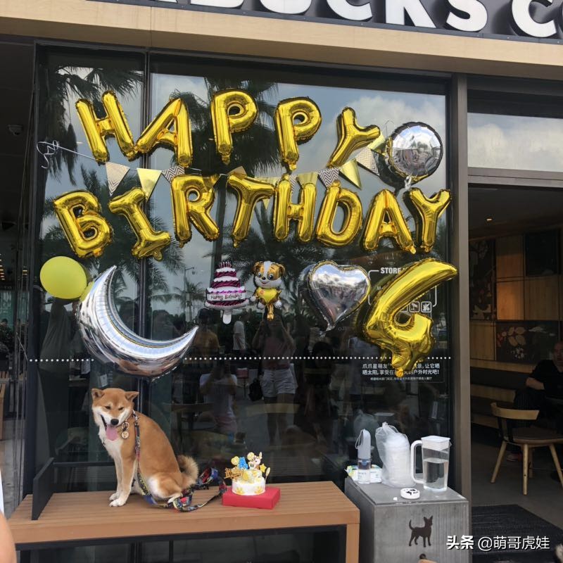 全城寻找巨型贵宾犬,刚抱回家的巨型贵宾犬