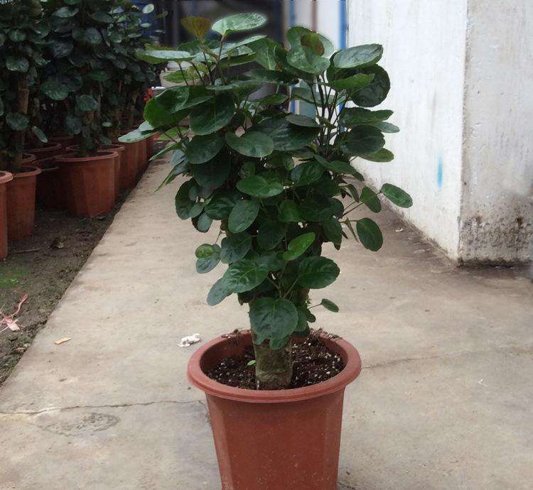 搬家买什么花草吉利,搬家入宅适合买什么花