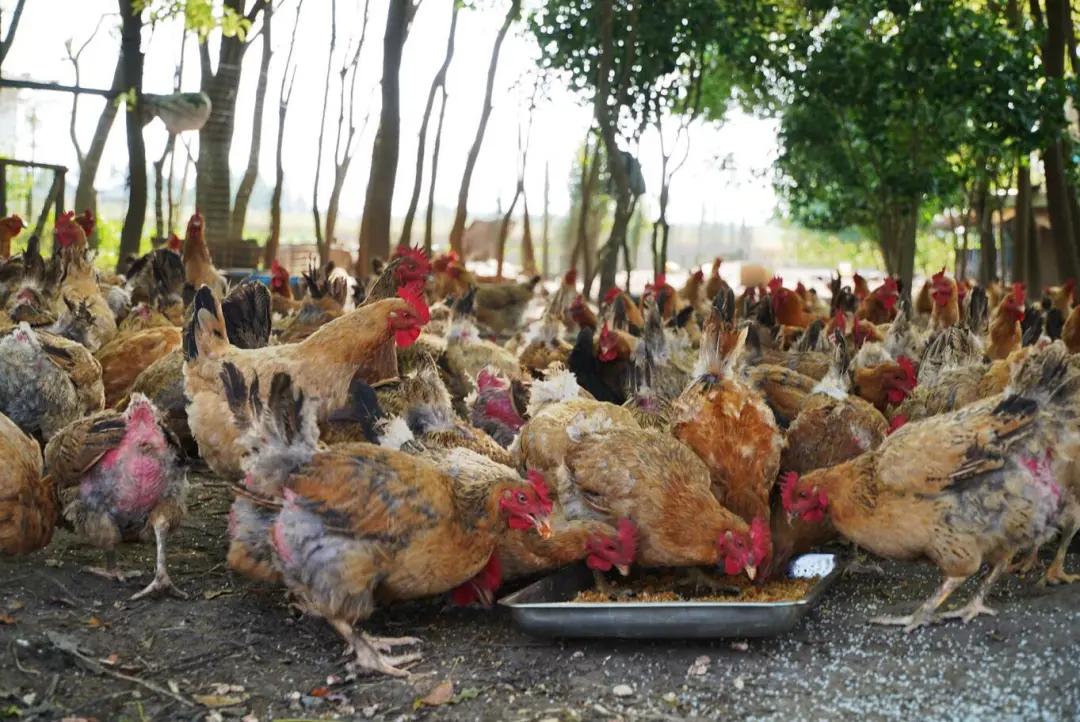 明知亏钱还是要做的是什么,明知亏本就该放手