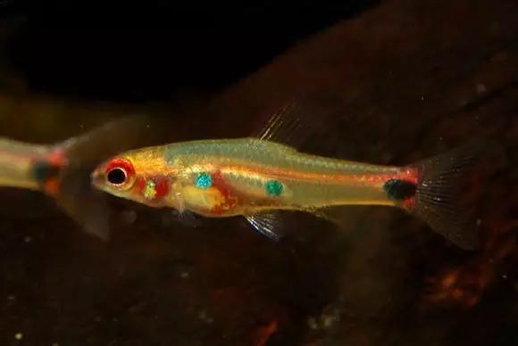 灯鱼草缸造景教程,草缸造景养什么鱼