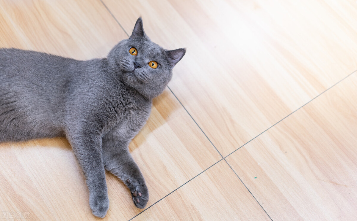 母英短能吃胖吗,母英短和公英短的区别