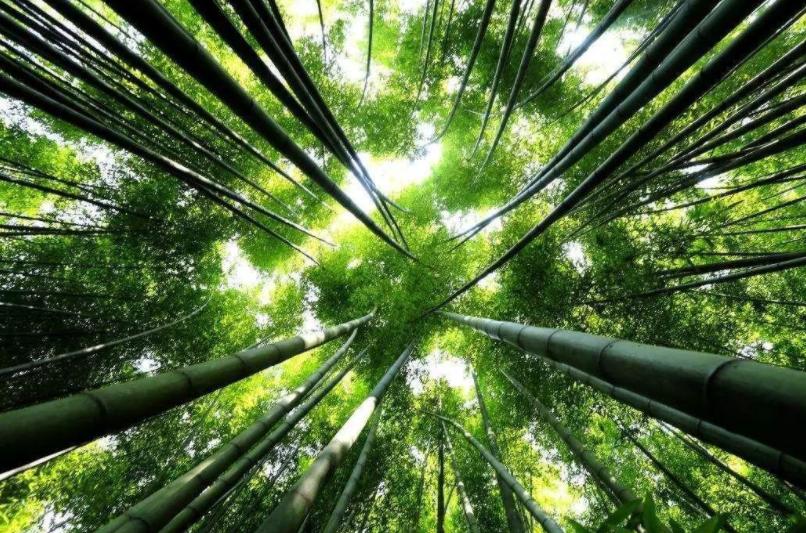 浙江省的一颗明珠城市,浙江安吉美丽风景