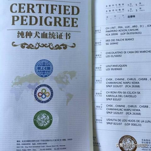 去国外买狗需要什么条件,去国外买比特犬