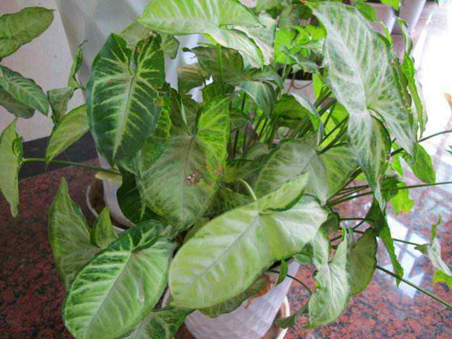 合果芋的叶子发黄怎么办,合果芋叶子焦边怎么处理