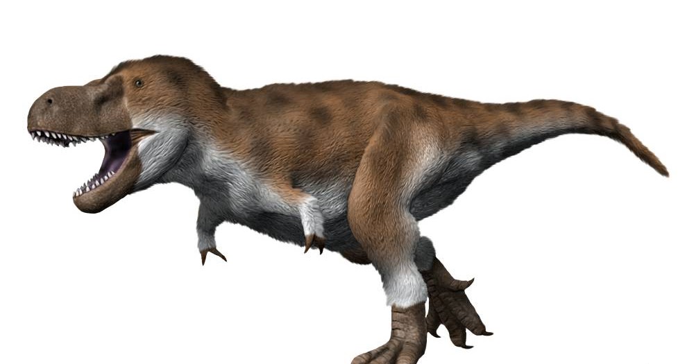 云南孔雀鸡,孔雀下蛋不愿孵蛋