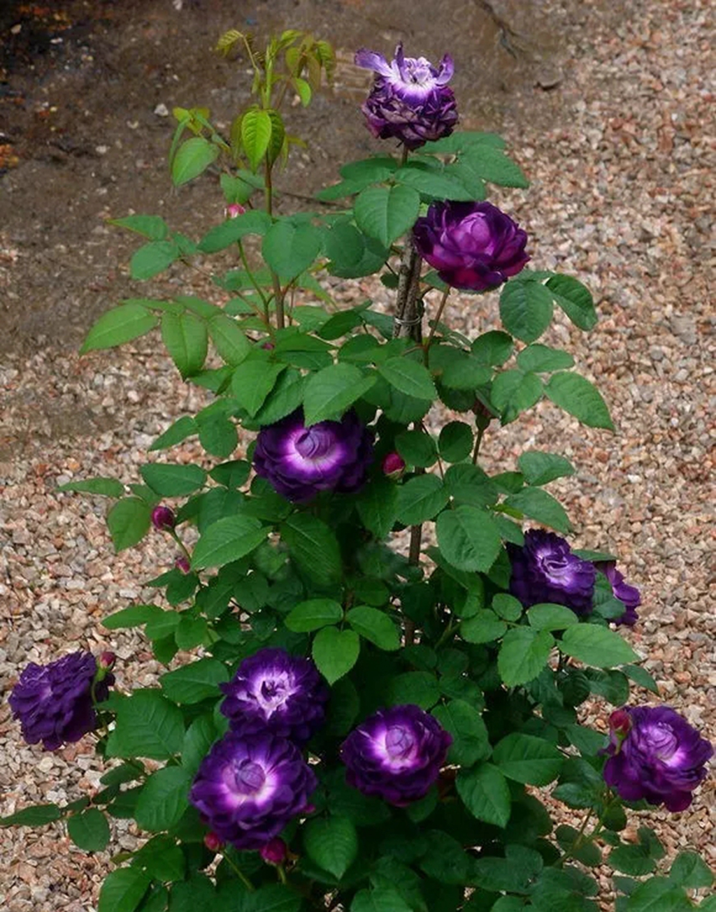 100种月季品种大全集,适合地栽的蓝紫色月季有哪些