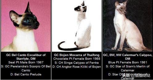 养猫新手买猫注意什么,新手养猫和买猫的注意事项