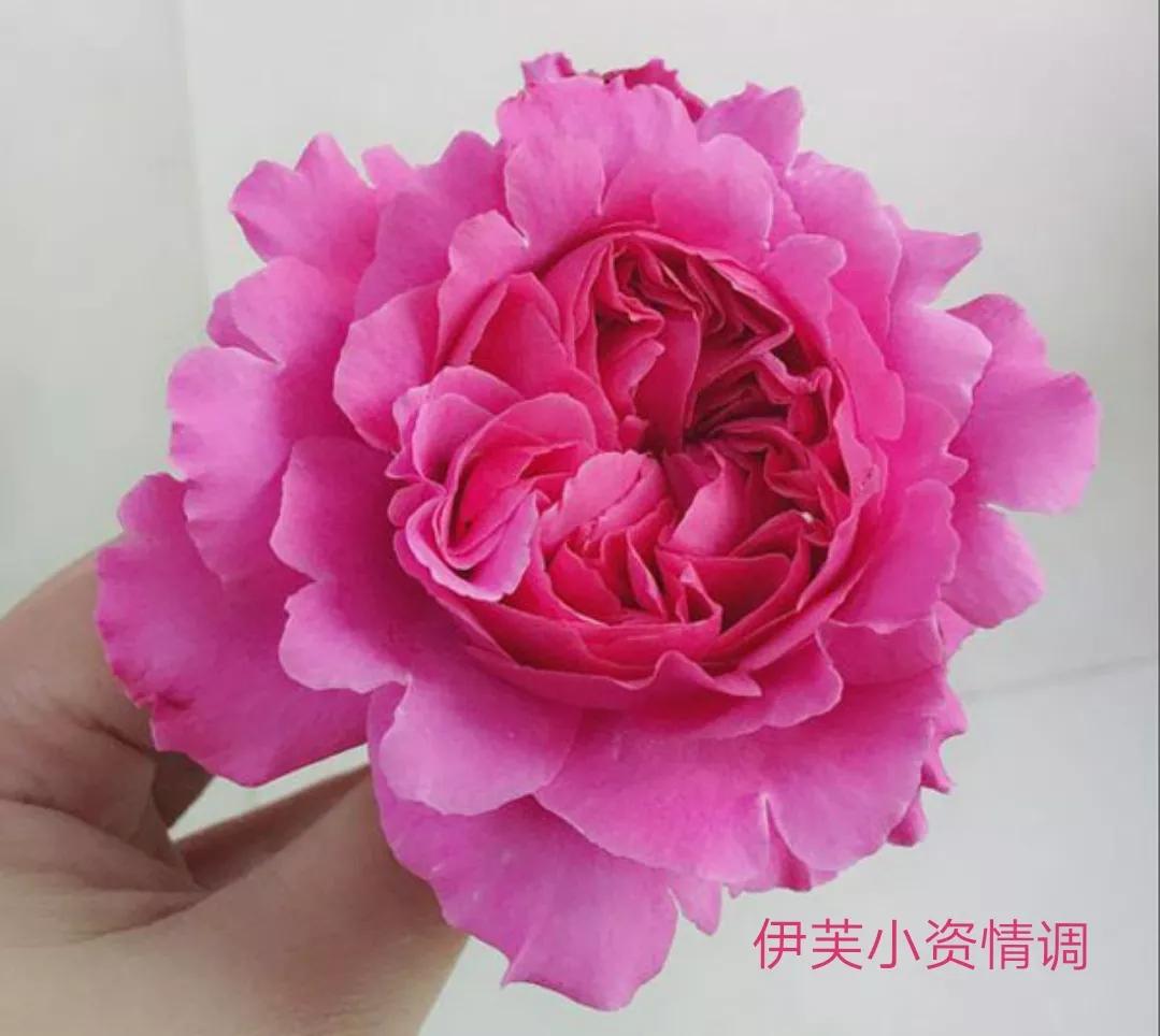 适合做切花的月季品种,十大公认最好切花月季