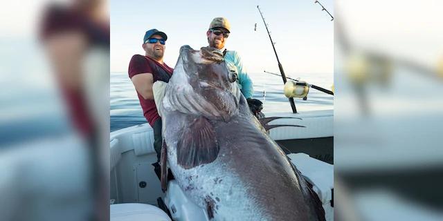 潜水赶海捉到超大石斑鱼,菲律宾抓巨大石斑鱼视频