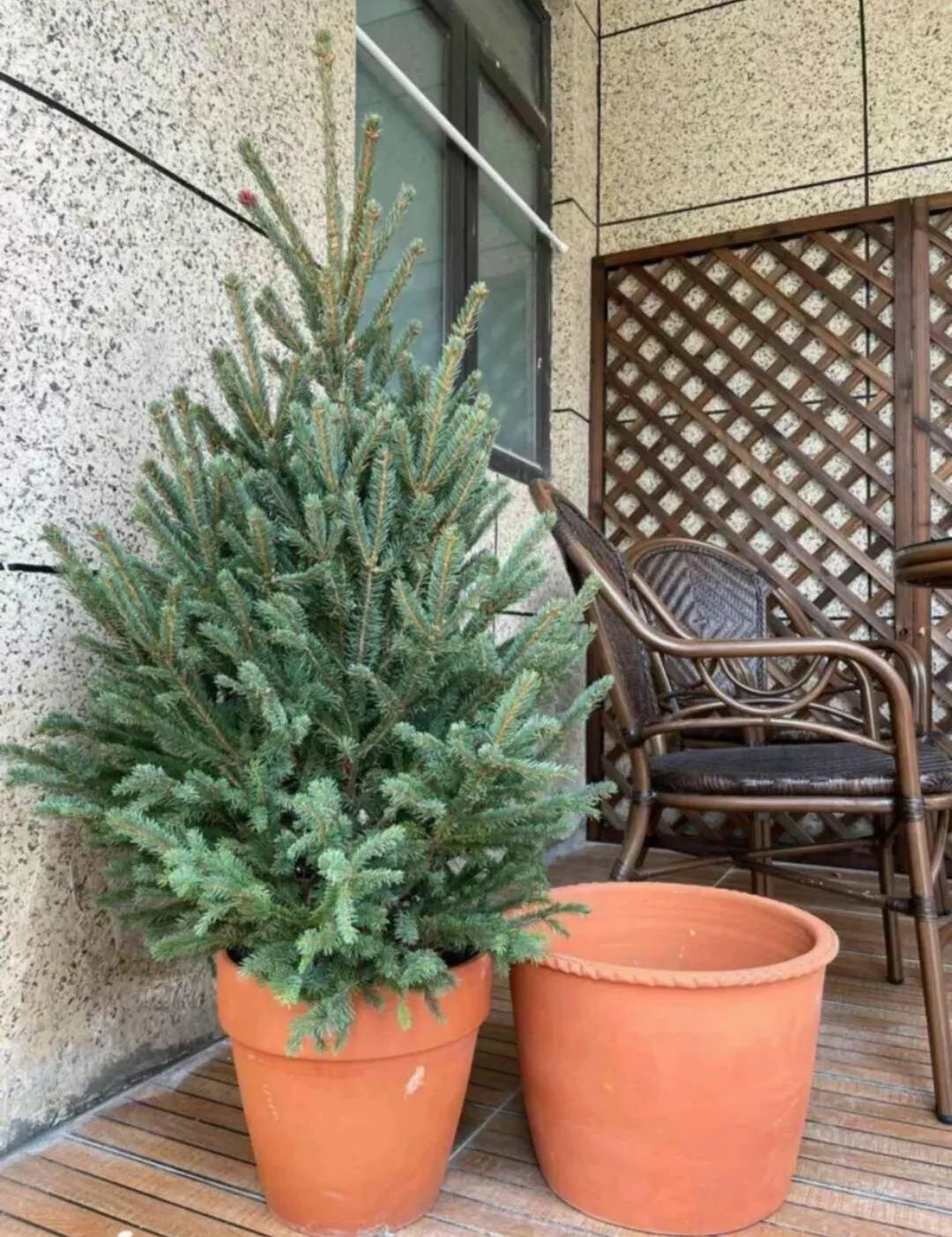 挪威云杉夏天怎么养,挪威云杉温和净肤