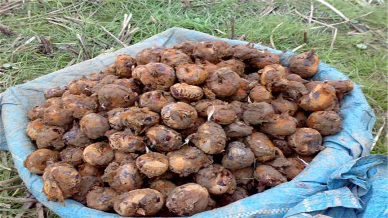 马蹄荸荠怎么种植产量高,荸荠如何种植技术视频