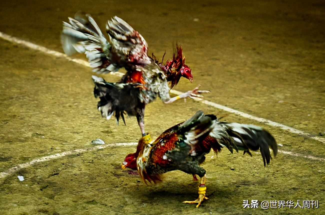 菲律宾一警察被一只公鸡杀死,斗鸡与菲律宾斗鸡打架