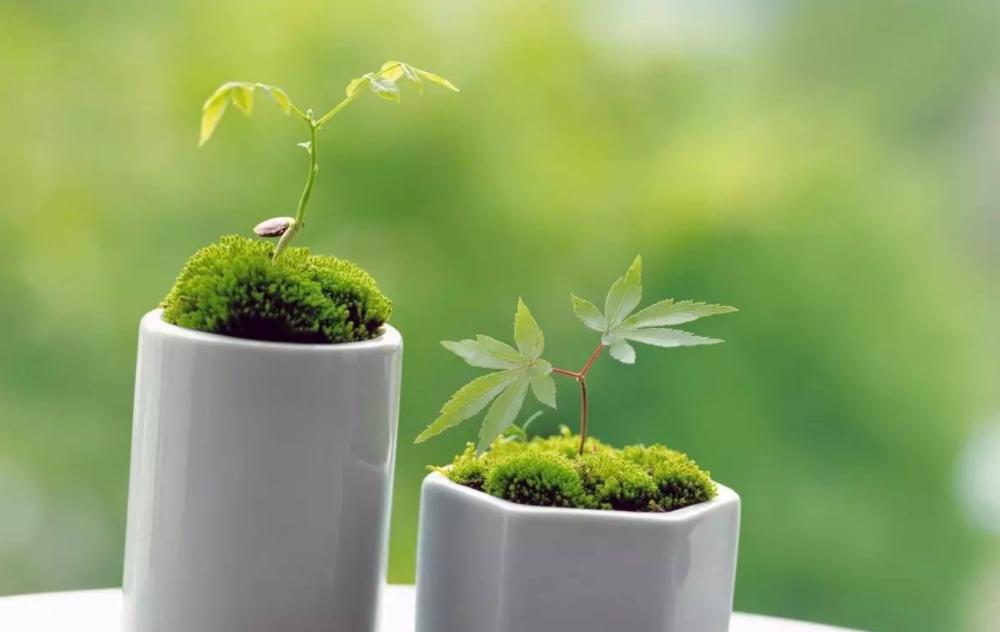 诺森柏格空气净化器多少钱一台,德国诺森柏格除甲醛神器价格