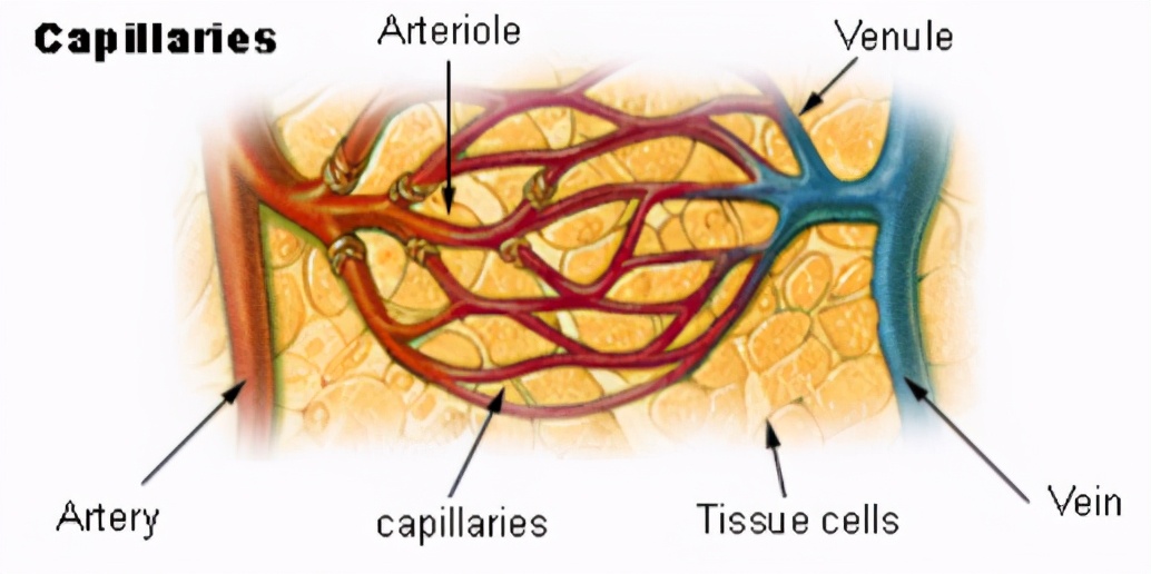 同型半胱氨酸高对心脑血管的影响,同型半胱氨酸高引起心血管痉挛