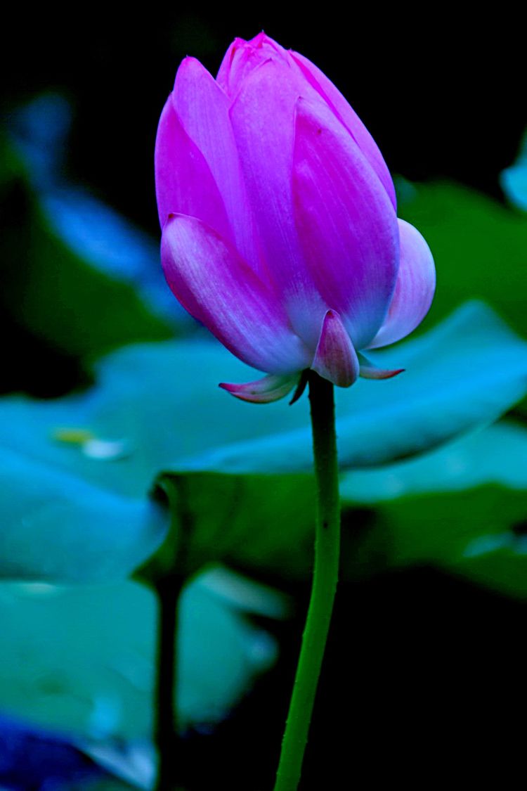 洛阳中国国花园荷花,洛阳国花园的荷花