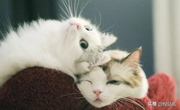 可爱治愈系猫咪图片,治愈猫咪照片橘猫