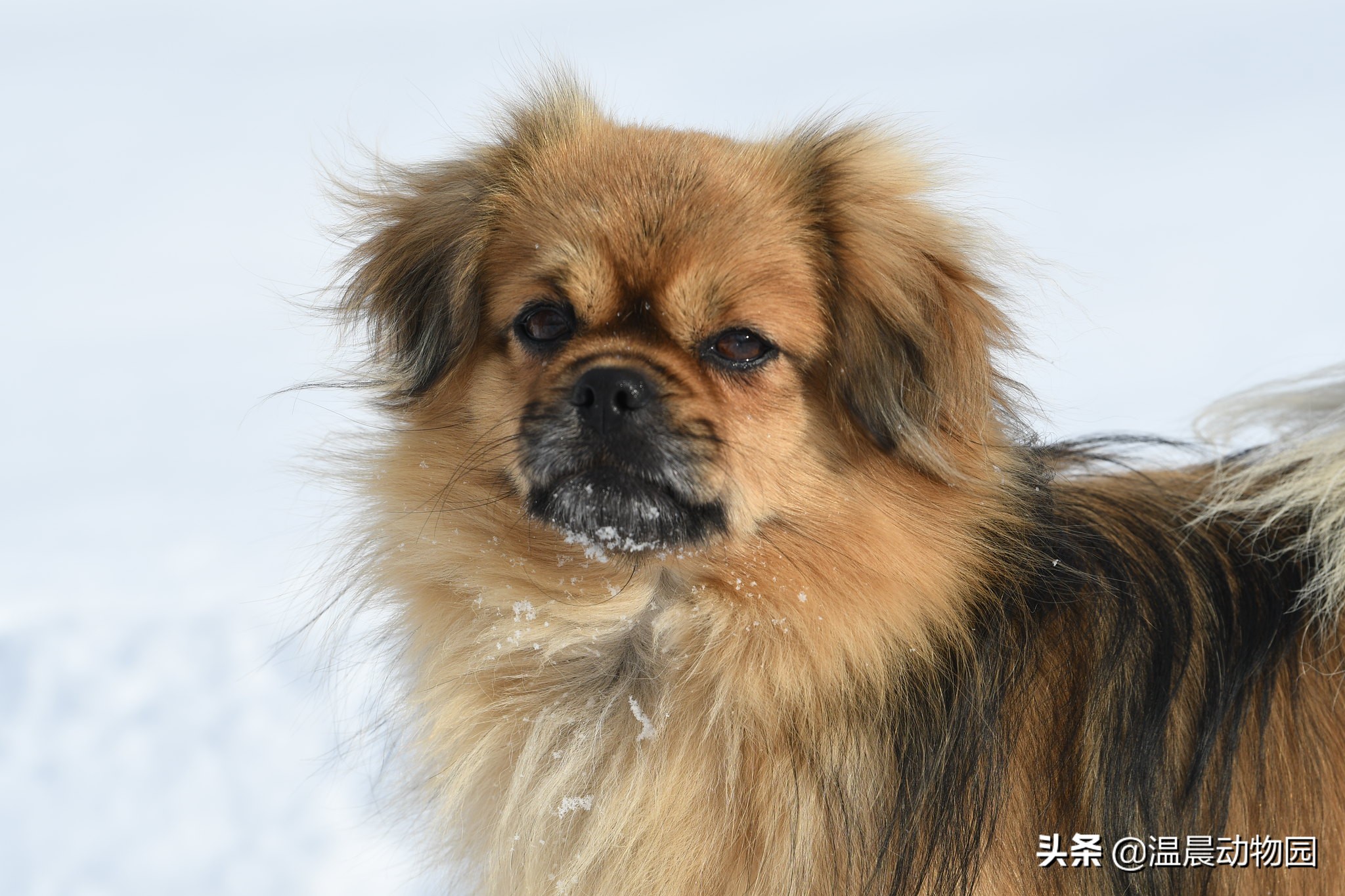 什么狗狗的品种是两个字相同的,可以识别狗狗品种的犬类