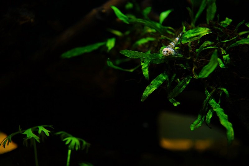 南美水族论坛推荐,南美水草造景论坛