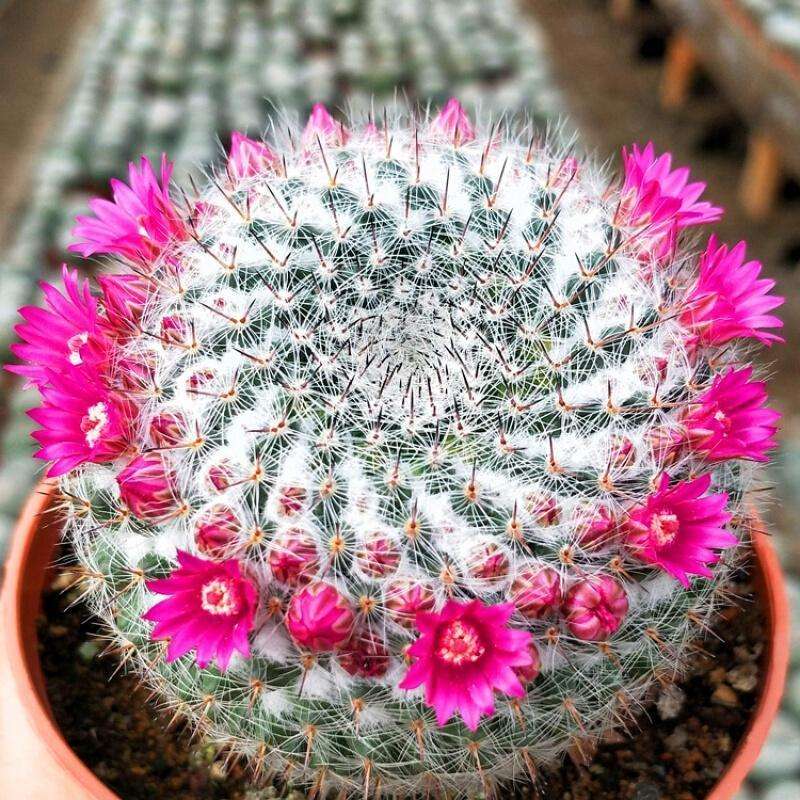 太极莲仙人球,狂莲仙人球