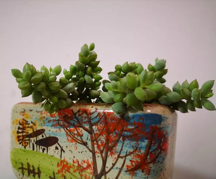 最美的20种多肉,15种最美的多肉