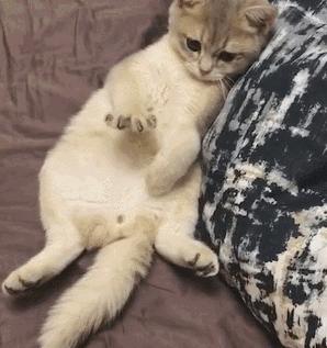 被猫抓伤的伤口痒什么原因,被猫抓伤出血伤口肿了很痒