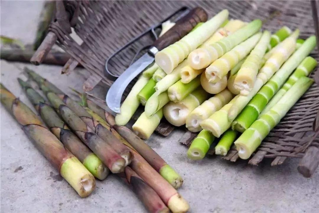 四月天山上春笋鲜,人间四月天春笋鲜