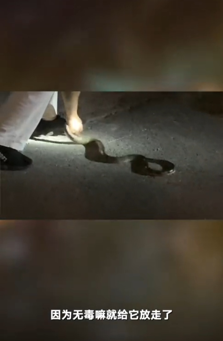 北京一小区黄鼠狼与青蛇,千年难遇青蛇大战黄鼠狼