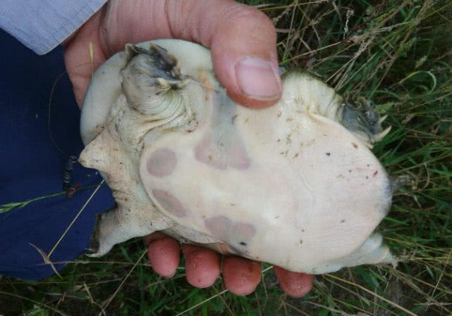 池塘钓野生甲鱼的最佳方法,野生甲鱼的生活习性及钓法