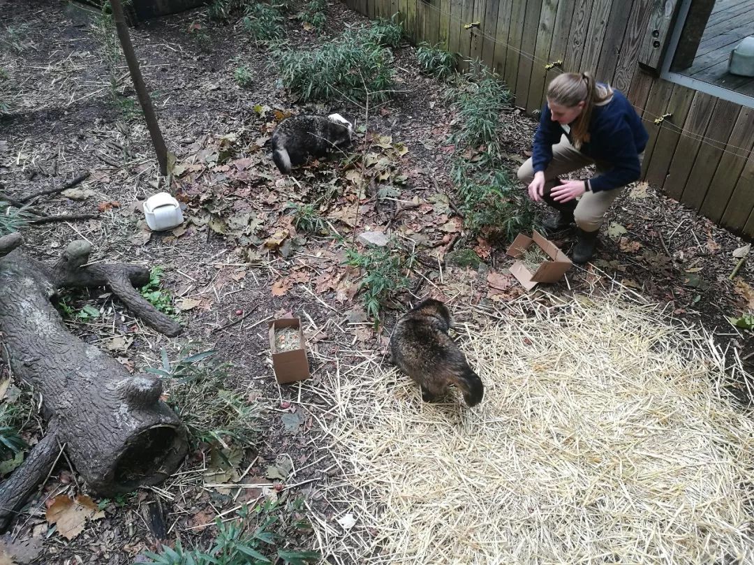 亚特兰大动物园,亚特兰大动物园和华盛顿动物园