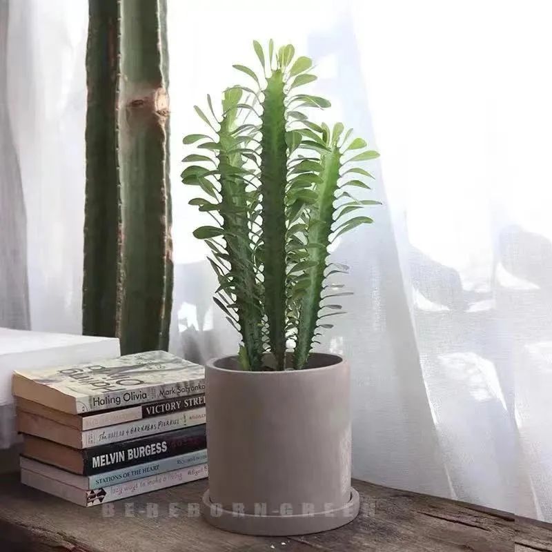 家里养花养得好代表什么,家里养花大全及寓意