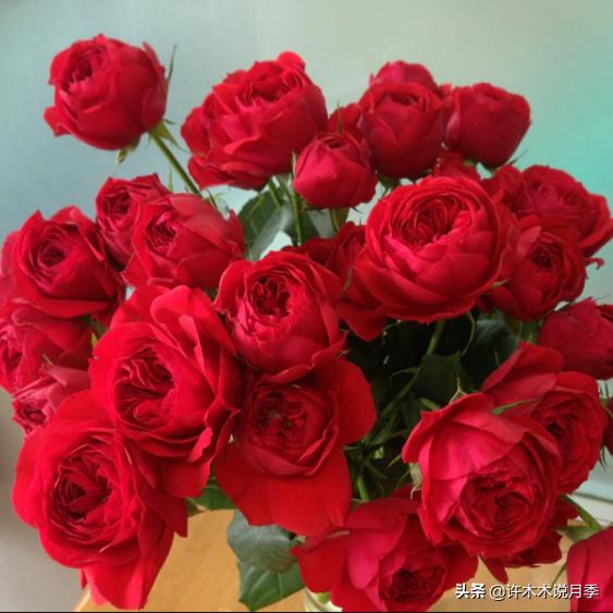 月季花苞突然垂头打蔫施肥过多,月季花苞突然垂头打蔫叶片发黄