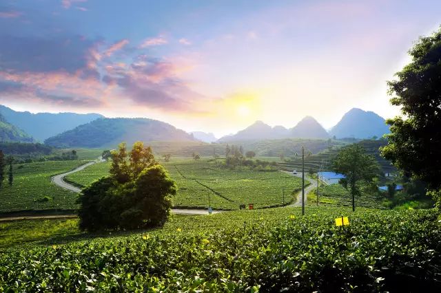 全国十大名茶旅游地,中国十大茶旅